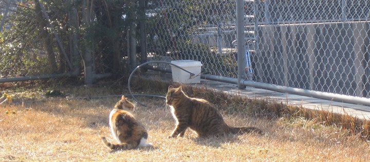 160m_box_cat